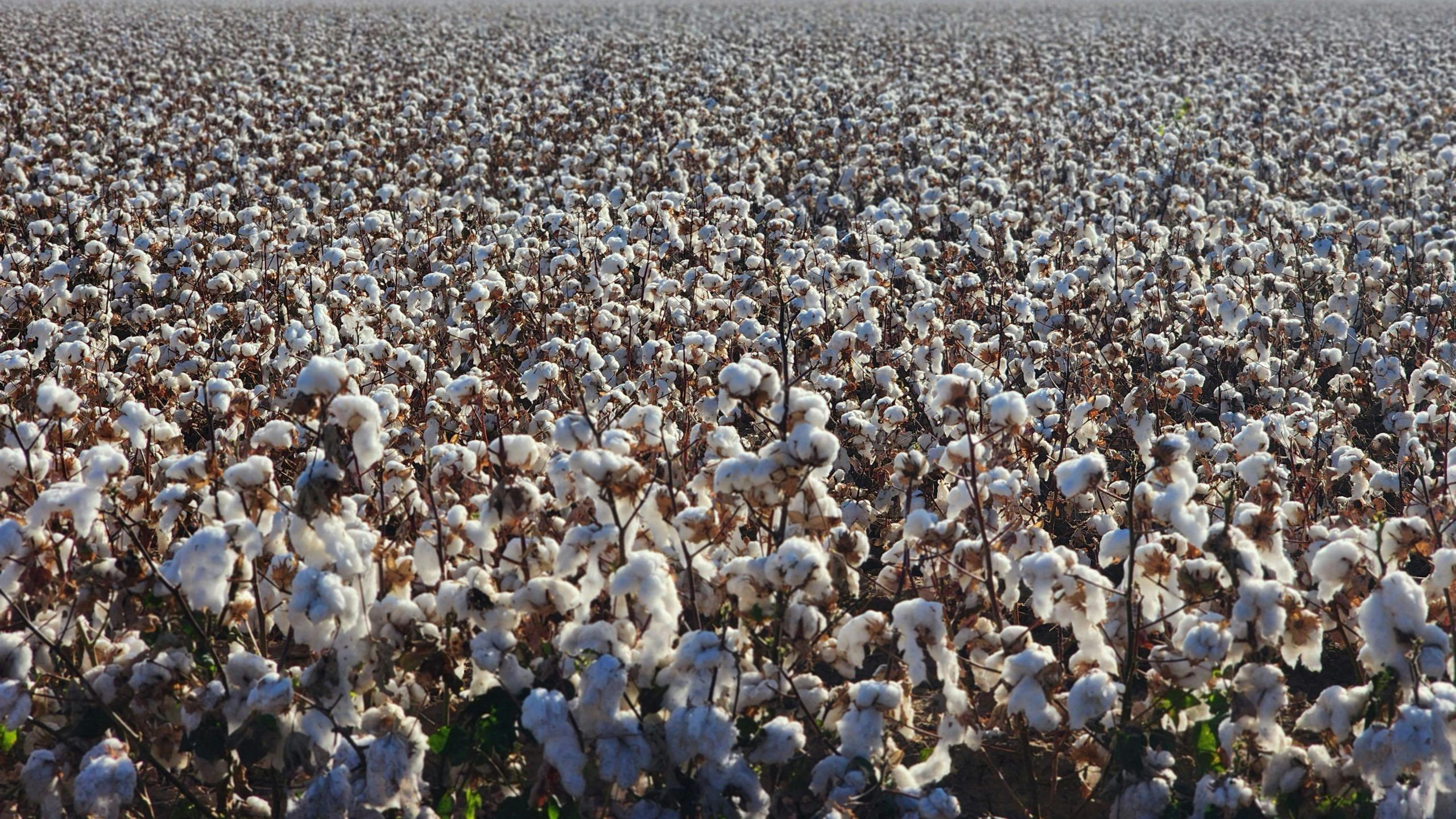 Cotton before made into useable fabric